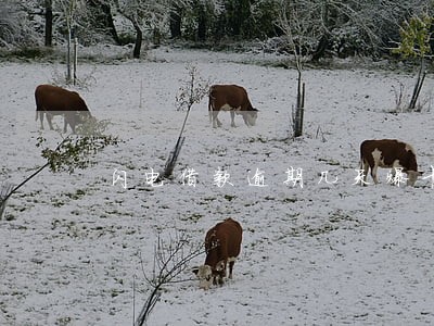 闪电借款逾期几天爆卡农 闪电借款逾期几天爆卡农