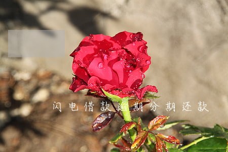 闪电借款逾期分期还款 闪电借款逾期分期还款