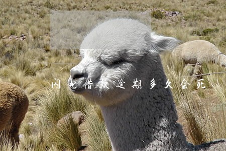 闪电借款逾期多久会死 闪电借款逾期多久会死