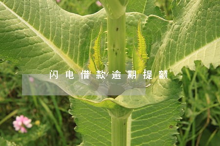 闪电借款逾期提额
