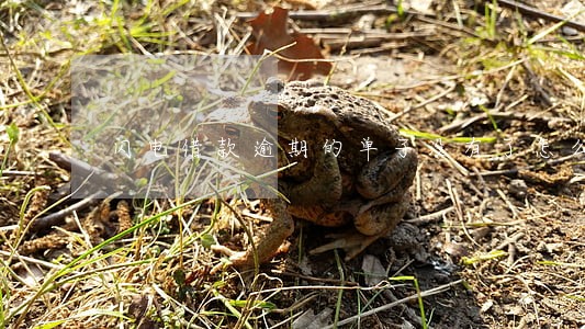 闪电借款逾期的单子没有了怎么办