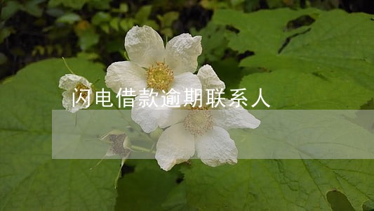 闪电借款逾期联系人
