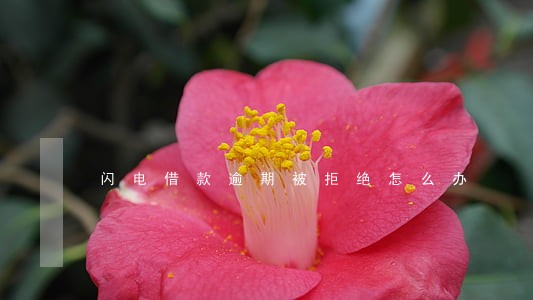 闪电借款逾期被拒绝怎么办 闪电借款逾期被拒绝怎么办