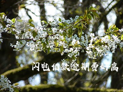 闪电借款逾期费好高 闪电借款逾期费好高