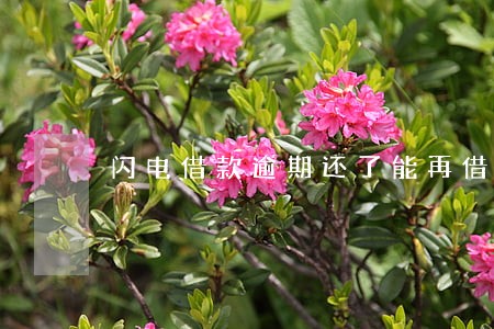 闪电借款逾期还了能再借出来吗 闪电借款逾期还了能再借出来吗