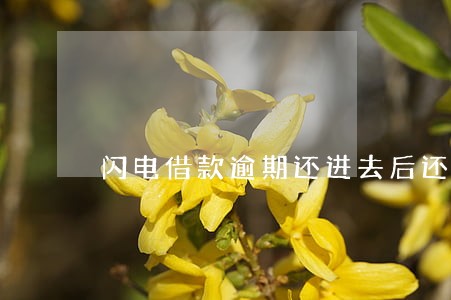 闪电借款逾期还进去后还能借吗 闪电借款逾期还进去后还能借吗