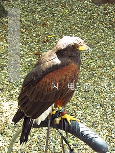闪电借款逾期违约金太贵 闪电借款逾期违约金太贵