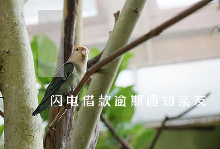 闪电借款逾期通知亲友 闪电借款逾期通知亲友