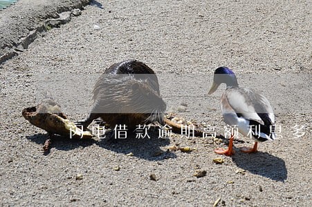 闪电借款逾期高额利息多少 闪电借款逾期高额利息多少