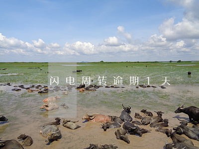 闪电周转逾期1天 闪电周转逾期1天