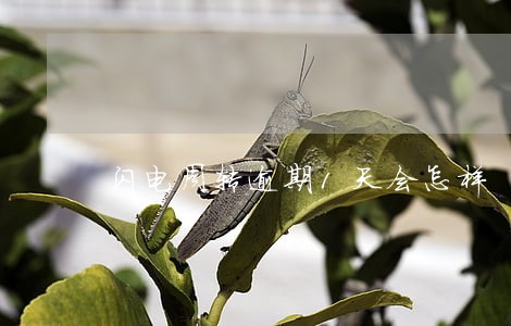 闪电周转逾期1天会怎样 闪电周转逾期1天会怎样
