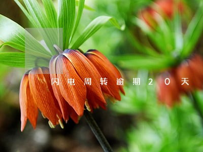 闪电周转逾期20天 闪电周转逾期20天