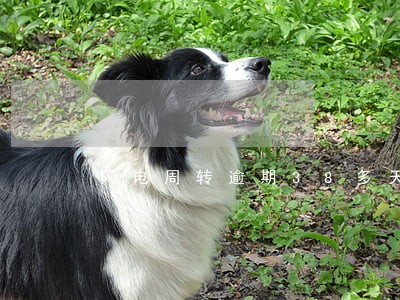 闪电周转逾期38多天 闪电周转逾期38多天