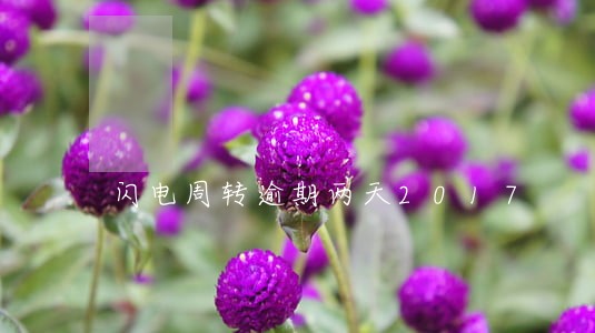 闪电周转逾期两天2017 闪电周转逾期两天2017