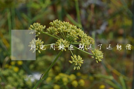 闪电周转逾期还了还能借 闪电周转逾期还了还能借