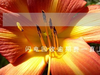 闪电回收逾期费一直上涨怎么办 闪电回收逾期费一直上涨怎么办