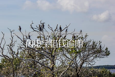 闪电宝借钱逾期 闪电宝借钱逾期