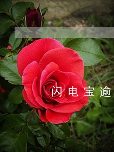 闪电宝逾期还能借钱吗 闪电宝逾期还能借钱吗