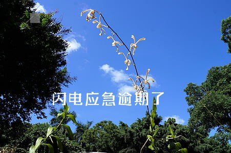 闪电应急逾期了 闪电应急逾期了