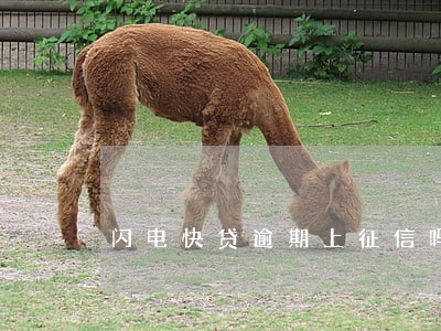 闪电快贷逾期上征信吗 闪电快贷逾期上征信吗