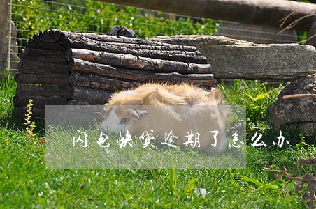 闪电快贷逾期了怎么办 闪电快贷逾期了怎么办