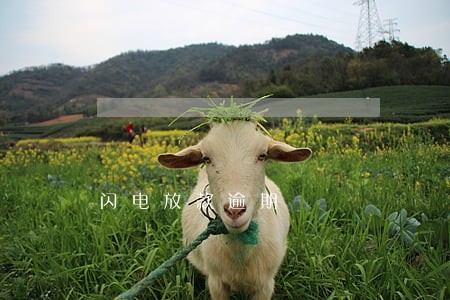 闪电放款逾期 闪电放款逾期