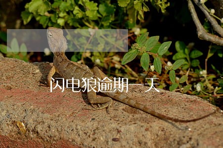 闪电狼逾期一天 闪电狼逾期一天