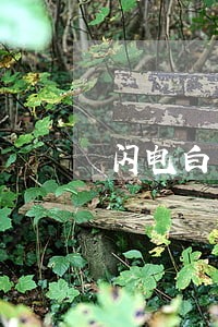 闪电白卡逾期一天多少钱 闪电白卡逾期一天多少钱