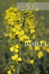 闪电白卡逾期几天会怎么样 闪电白卡逾期几天会怎么样