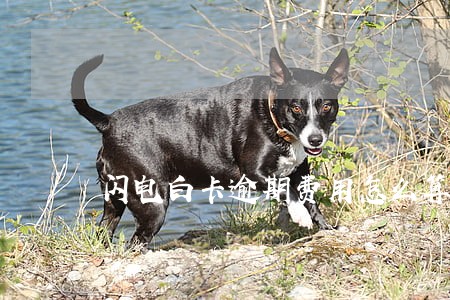 闪电白卡逾期费用怎么算 闪电白卡逾期费用怎么算