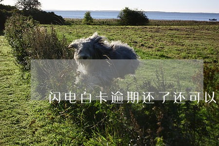 闪电白卡逾期还了还可以借吗 闪电白卡逾期还了还可以借吗