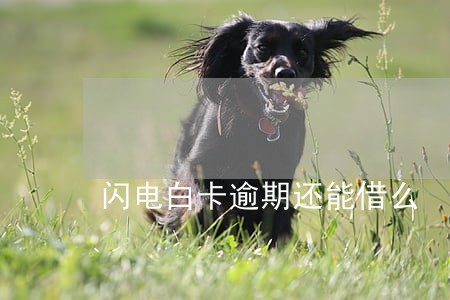 闪电白卡逾期还能借么