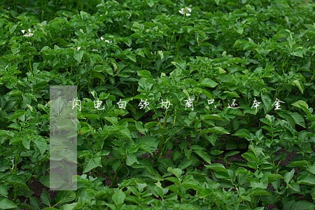 闪电白领协商只还本金 闪电白领协商只还本金