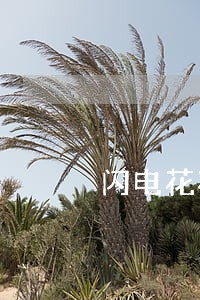 闪电花花逾期锁id 闪电花花逾期锁id