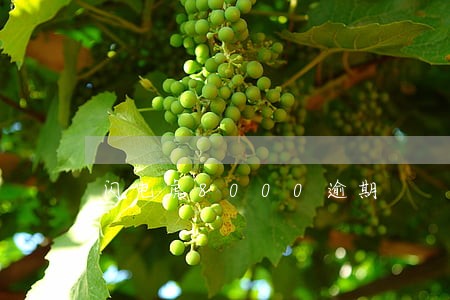 闪电虎8000逾期 闪电虎8000逾期