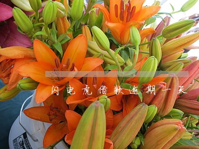 闪电虎借款逾期一天 闪电虎借款逾期一天