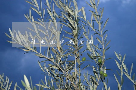 闪电虎甜兔逾期 闪电虎甜兔逾期