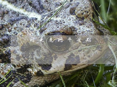 闪电虎网牛逾期