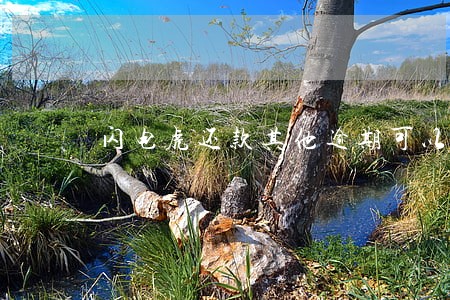 闪电虎还款其他逾期可以吗 闪电虎还款其他逾期可以吗