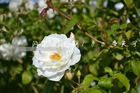 闪电虎逾期100多天了 闪电虎逾期100多天了