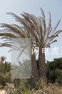 闪电虎逾期一天可以续期吗 闪电虎逾期一天可以续期吗