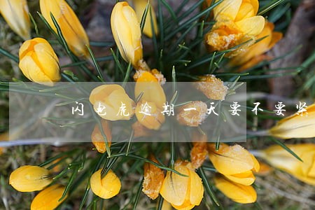 闪电虎逾期一天要不要紧 闪电虎逾期一天要不要紧