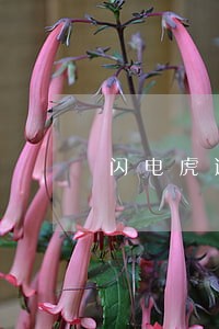 闪电虎逾期一天还款总失败 闪电虎逾期一天还款总失败