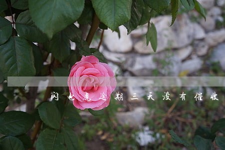 闪电虎逾期三天没有催收 闪电虎逾期三天没有催收