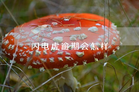 闪电虎逾期会怎样 闪电虎逾期会怎样