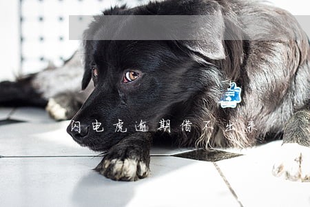 闪电虎逾期借不出来 闪电虎逾期借不出来