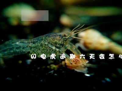 闪电虎逾期六天会怎么样