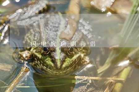 闪电虎逾期再借
