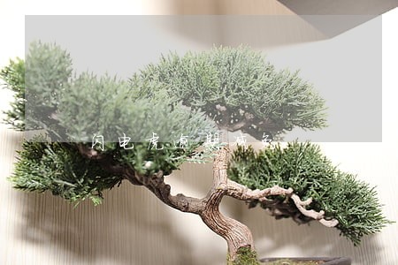 闪电虎逾期减免