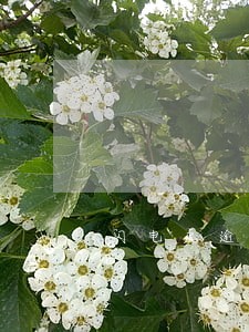 闪电虎逾期可怕吗 闪电虎逾期可怕吗